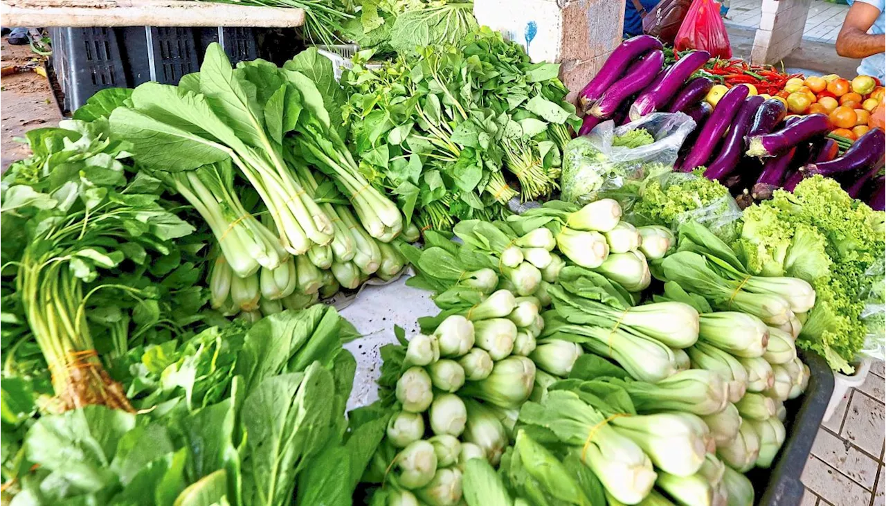 Illegal Vegetable Farms Flourish in Malaysia, Threatening Local Farmers and Consumer Health