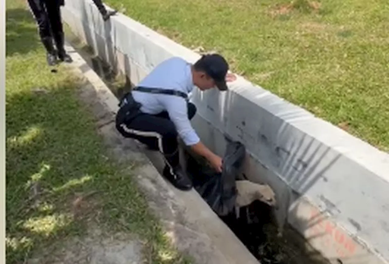 Malaysian Policemen Rescue Injured Stray Dog