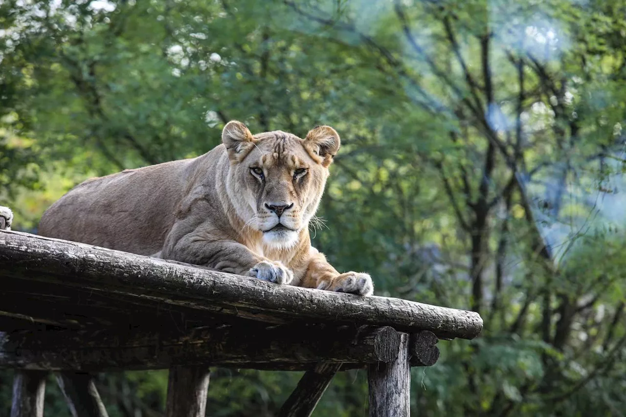 Athena, la lionne, s'installe dans un nouveau zoo-refuge