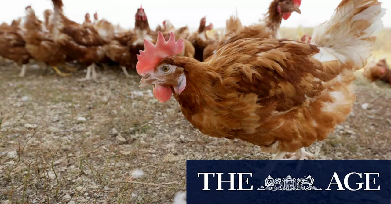 New Bird Flu Strain Detected in Victoria, Causing Concerns