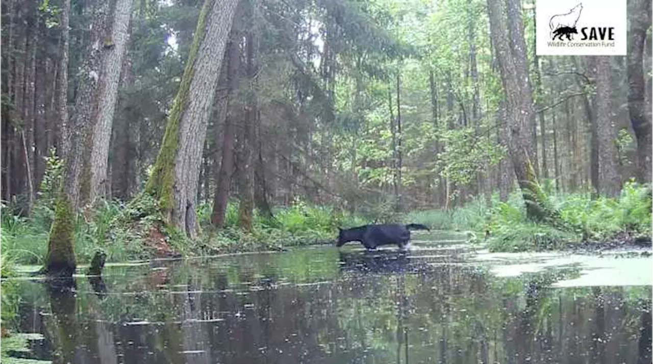 Black Wolves Spotted in Polish Forest