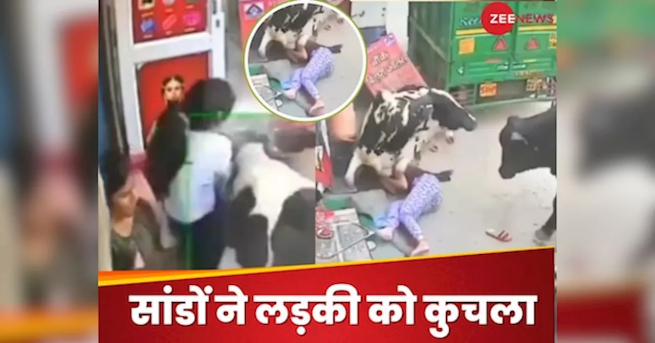 Viral Video : चिली पोटैटो खा रही थी लड़कियां, सांडों ने अचानक हमला कर कुचल डाला