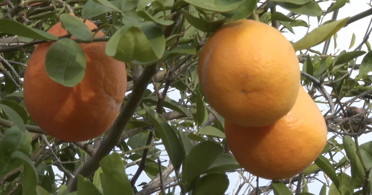 Sharing surplus citrus: what to do when life gives you too many lemons