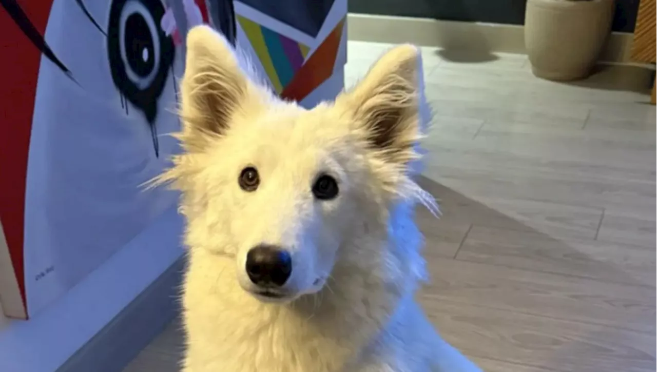 Il cane e i due gemelli: Paris in confusione davanti al doppione umano
