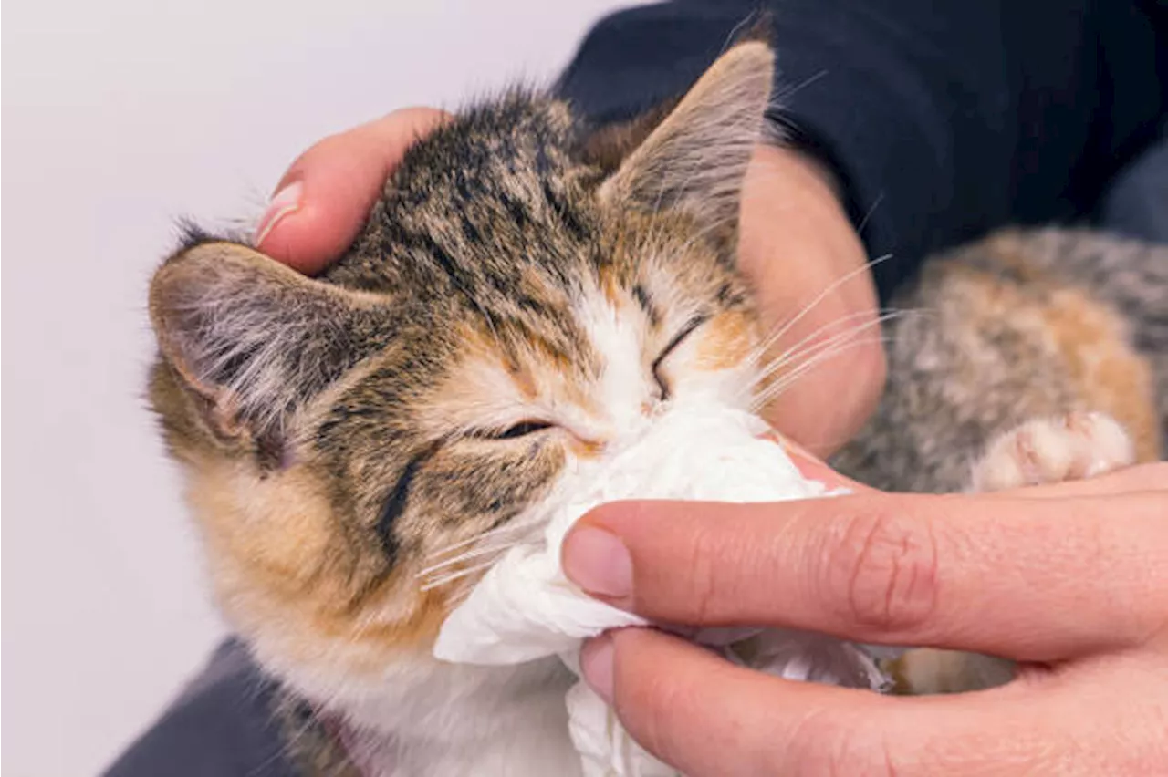 Understanding and Managing Cat Colds