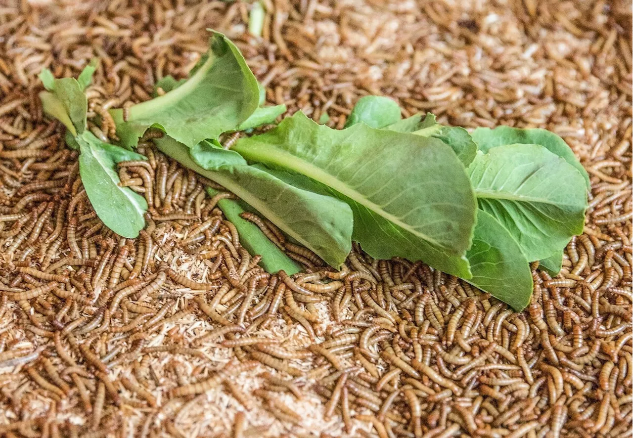 F: Insektenerzeuger beantragt Insolvenzverfahren