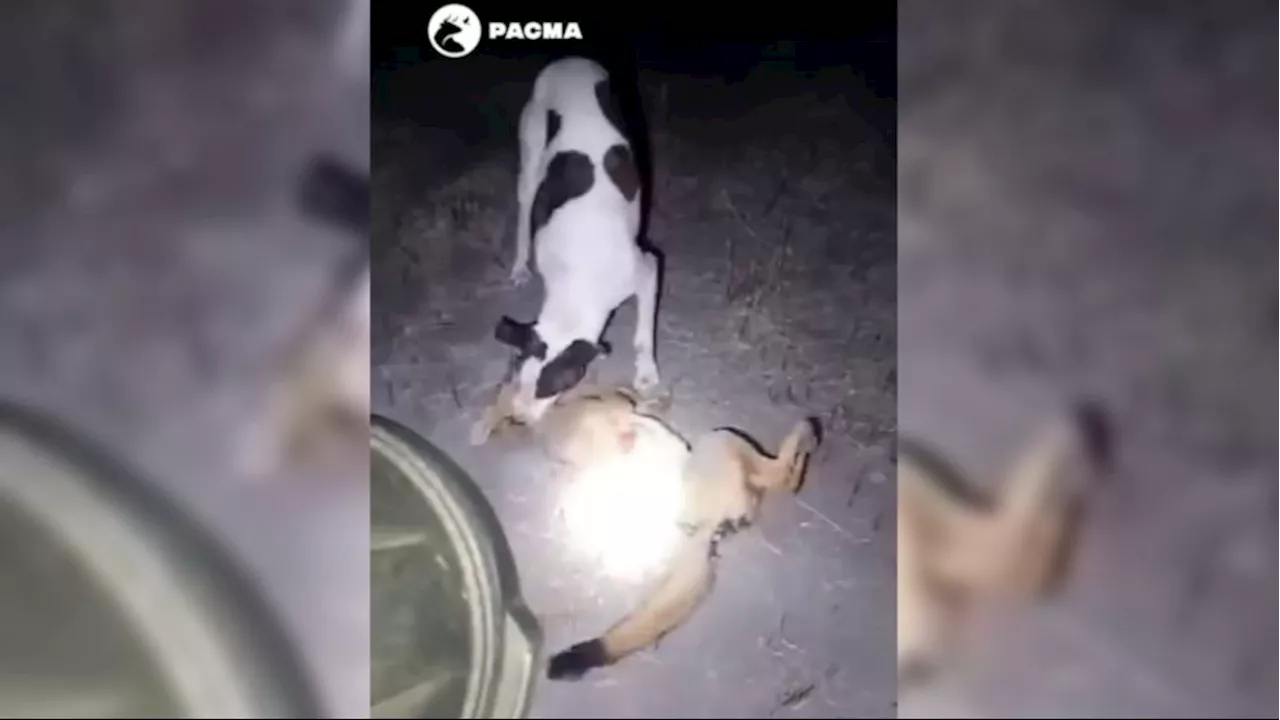 Cesan a un alcalde de Granada por compartir imágenes de maltrato animal