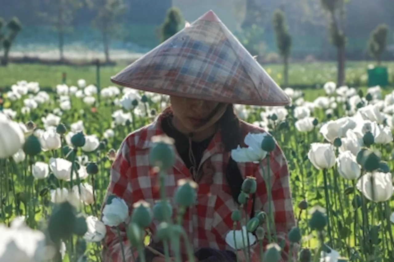 ‘We feel unsafe’: Opium farming takes root in Myanmar’s war-wracked landscape