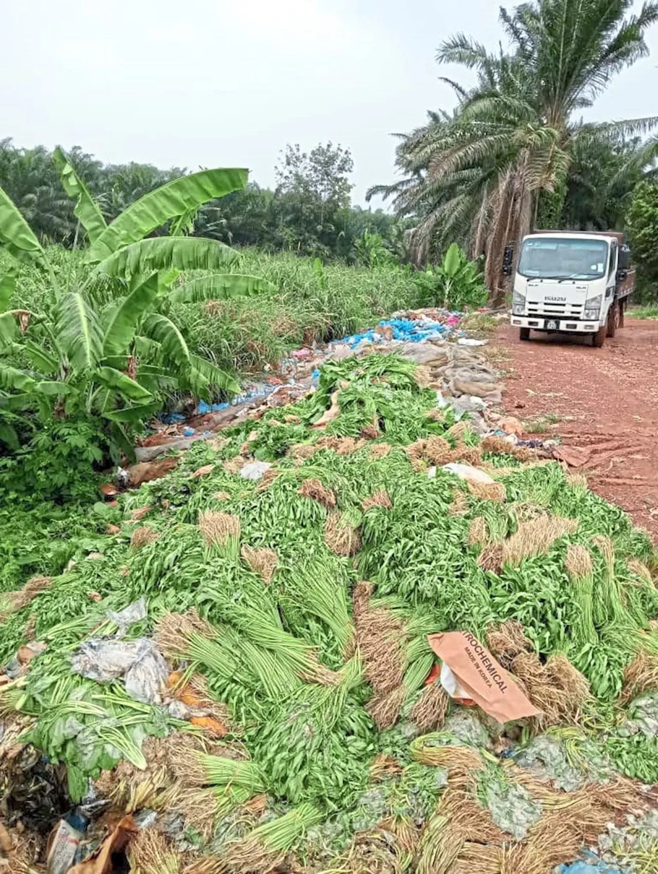 Bountiful yields bound for the bin