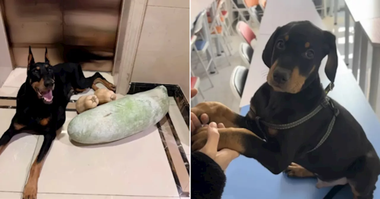 Grieving Woman Pays RM98,000 To Clone Dead Dog Using Skin Sample