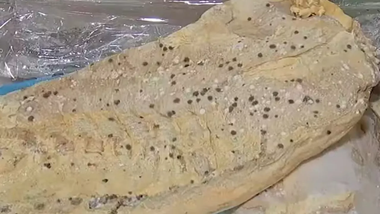 P600M worth of expired meat allegedly used to make siomai, hotdogs in Bulacan seized