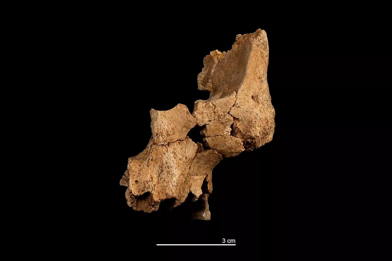Spanish fossils may represent unknown ancient human species