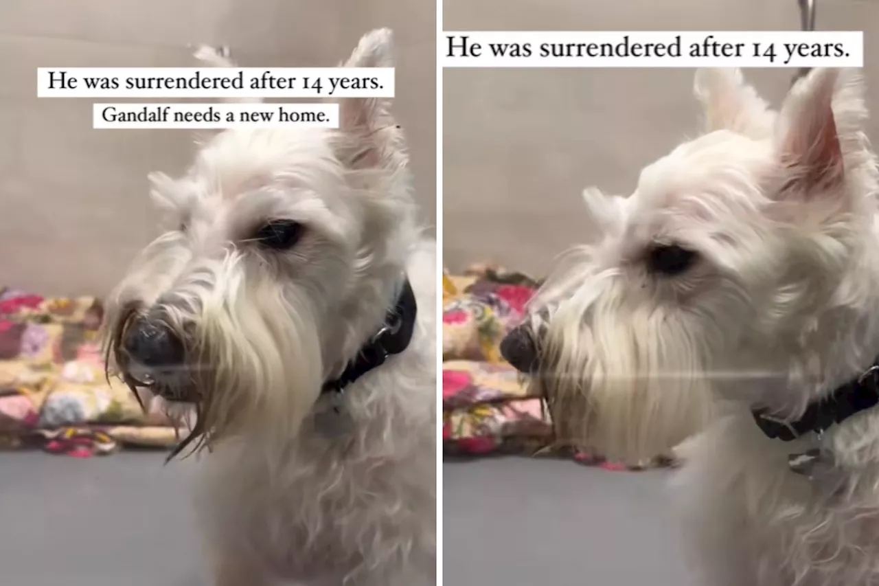 Dog abandoned after 14 years with family—then a visitor changed everything