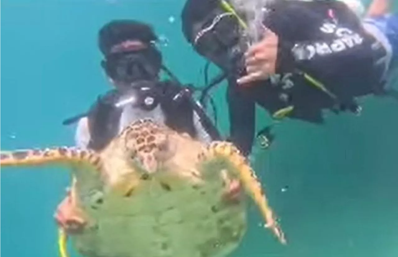 Sabah divers want stern action on those who harass marine life