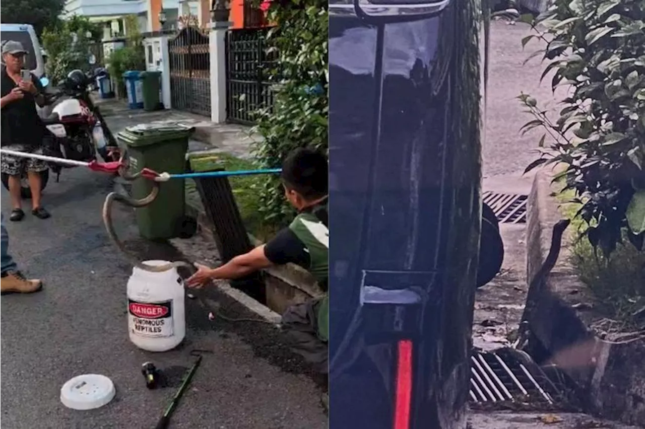 Sunda king cobra removed from Singapore's Jurong West landed estate by NParks
