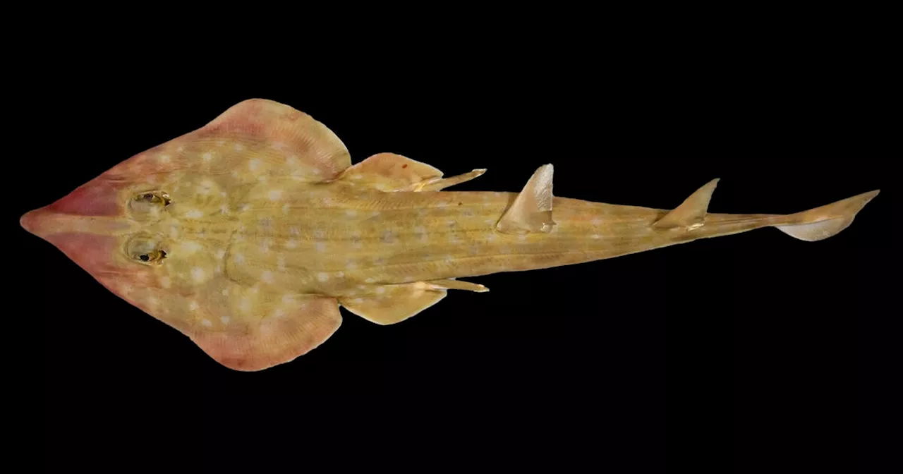 'Guitar shark' and snail with venomous 'harpoons' among 866 new marine species discovered in ocean