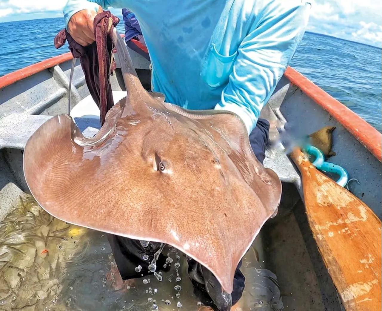 New Species Of Stingray Discovered Off Central And South American Coasts