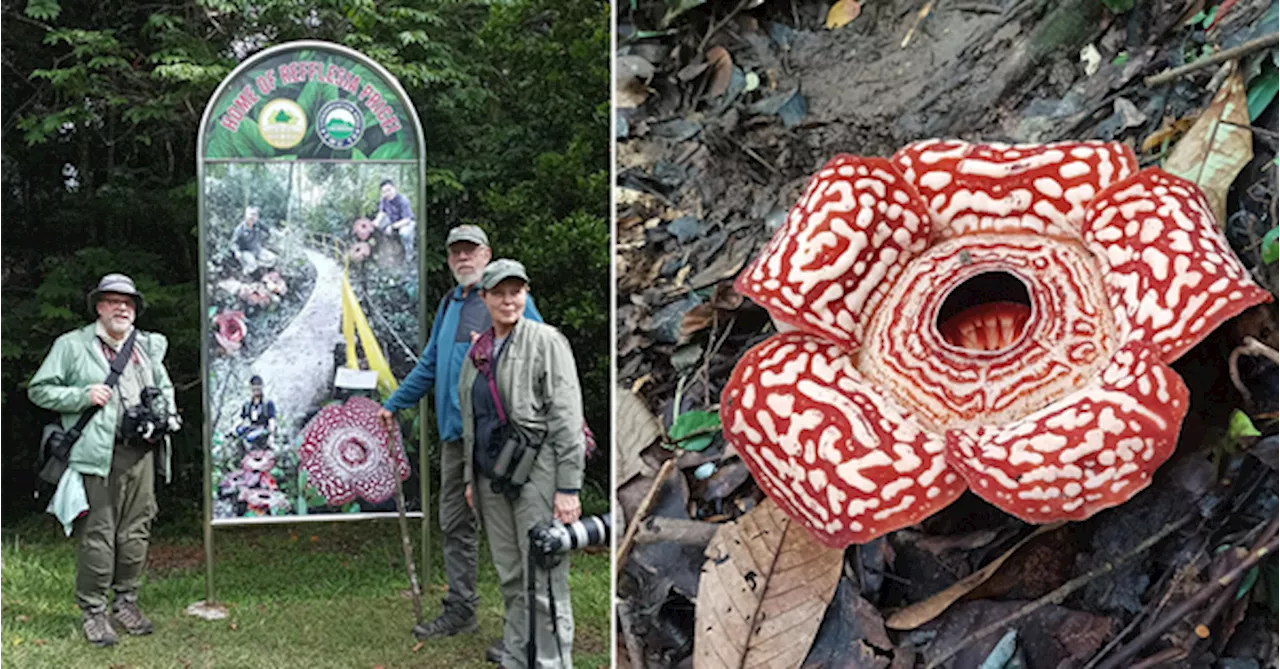 The World's Largest Flower Is In Bloom For Only 5 Days At This Place In Sabah