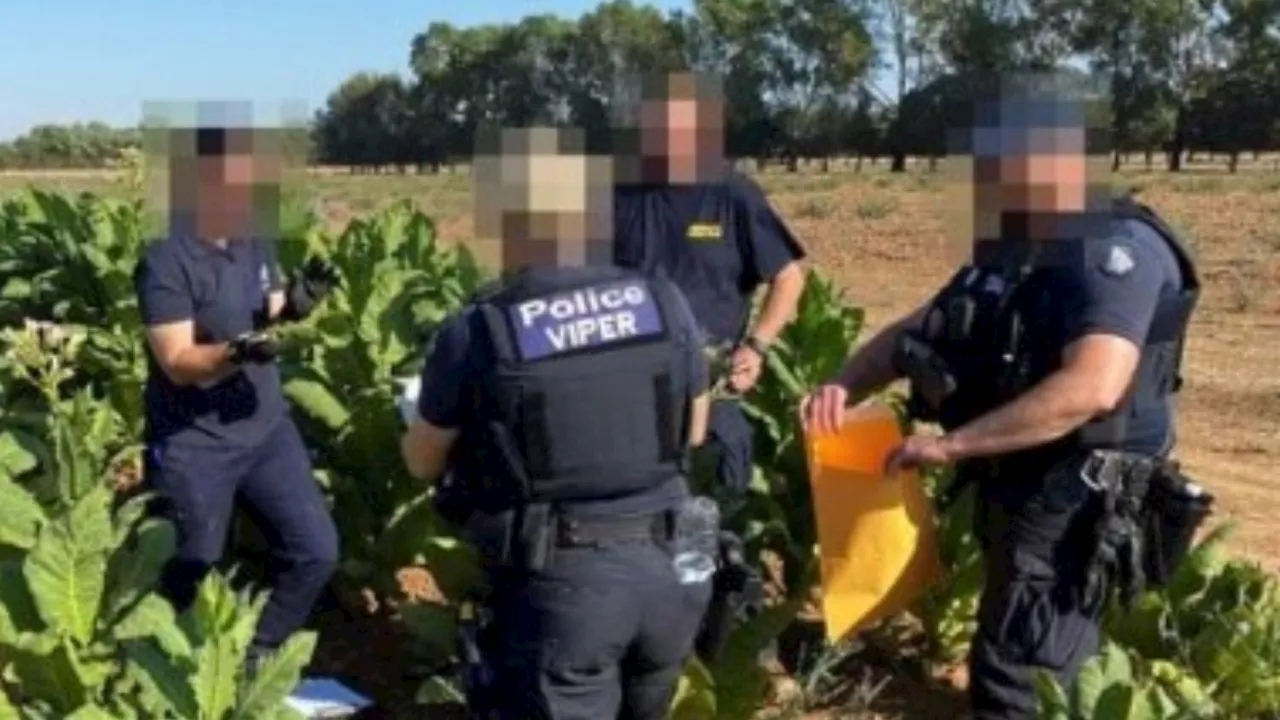 How a tip-off led authorities to $35 million illicit tobacco find in a small Victorian town