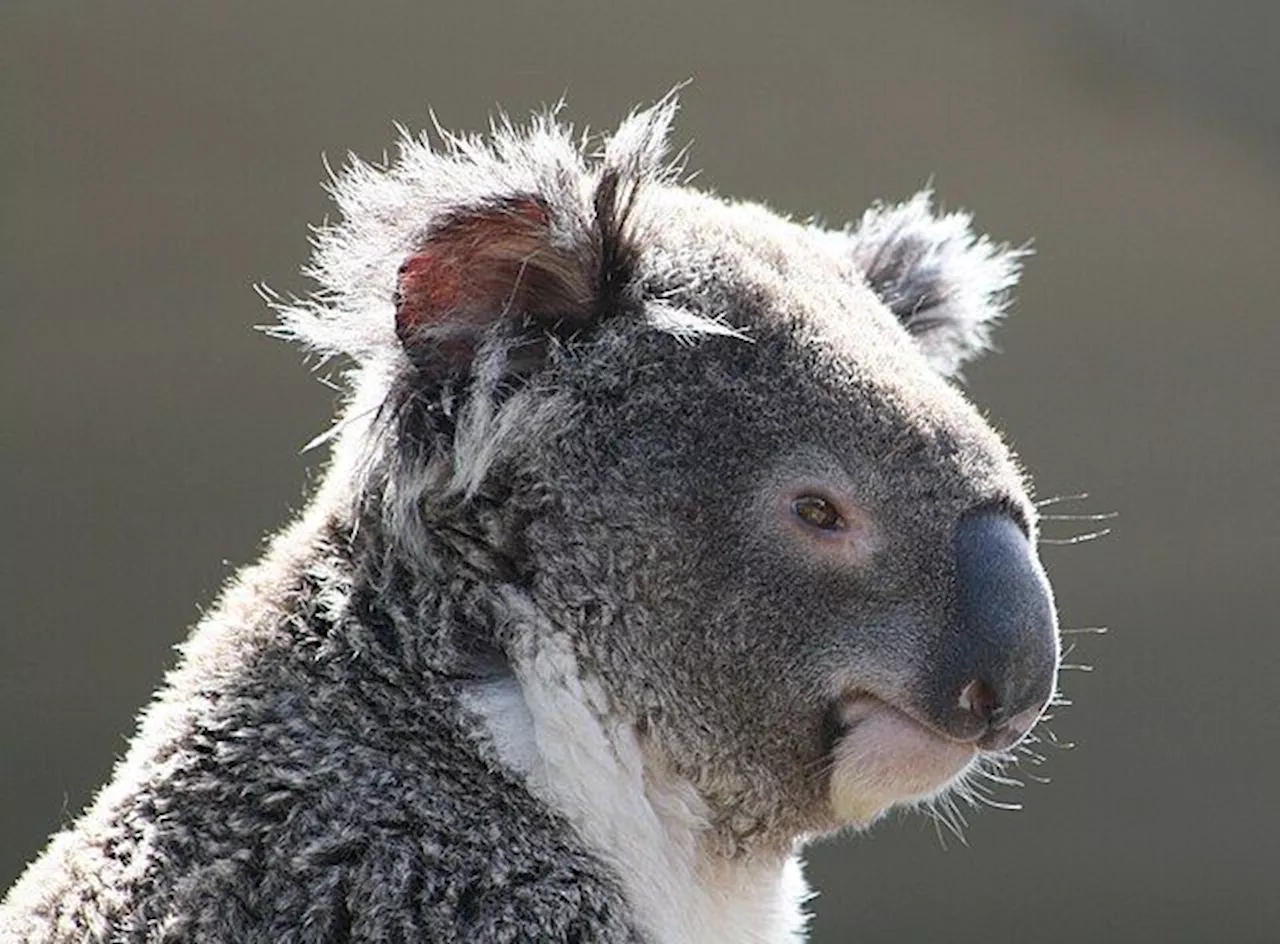QuickCheck: Do koalas really have smooth brains?