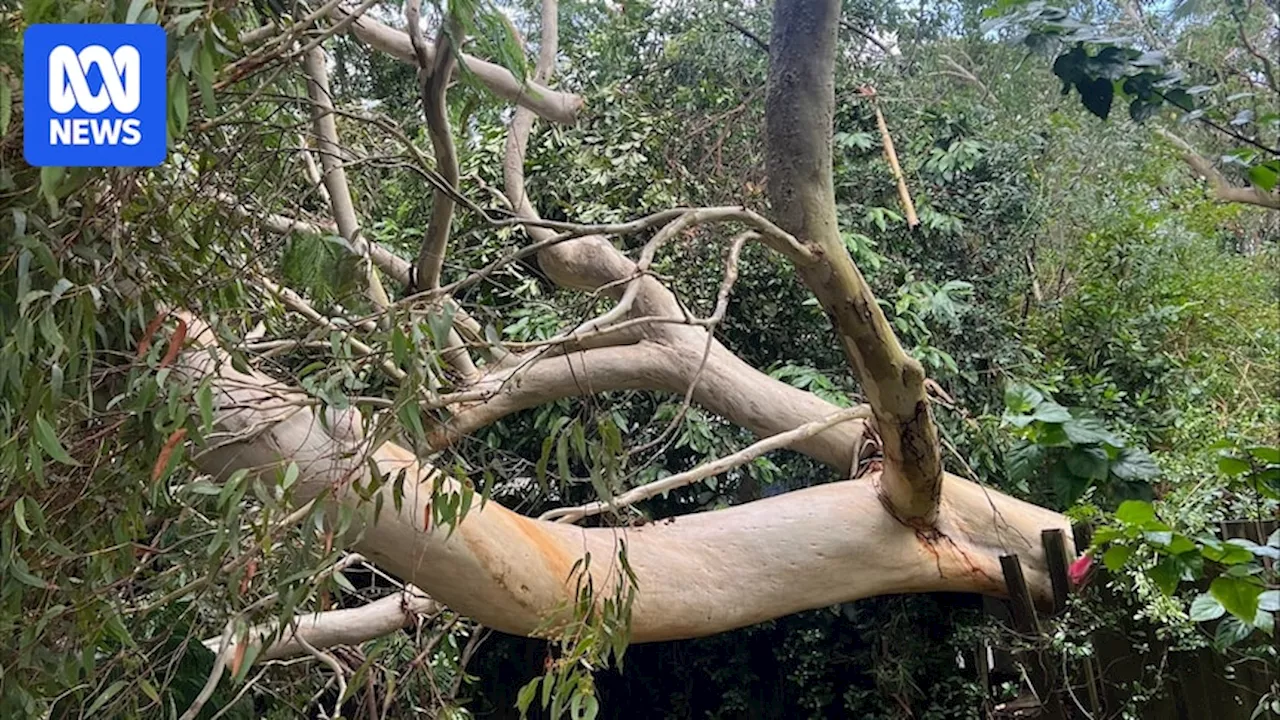 Arborists work through backlog of fallen trees after ex-Tropical Cyclone Alfred