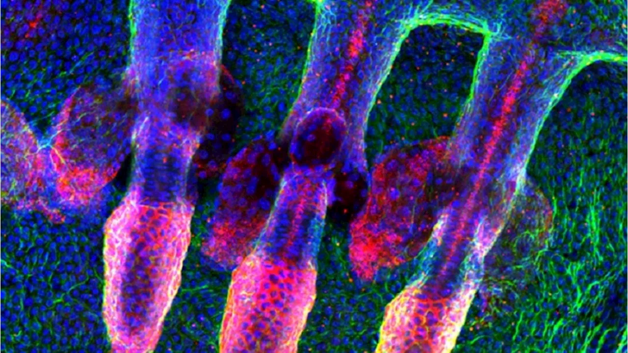 Cellule della pelle convertite in neuroni con una resa del 1000%