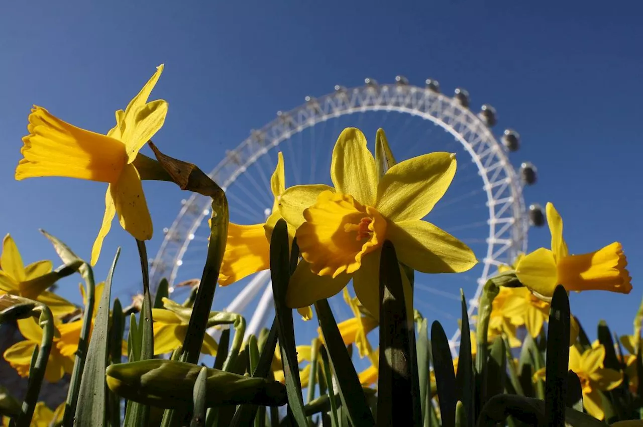 Just looking at images of nature can relieve pain, study finds