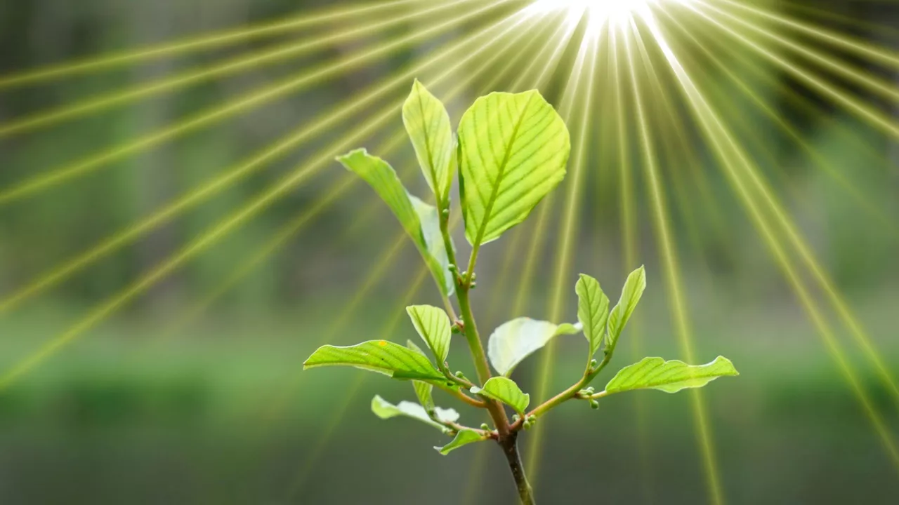 Scientists recreate plants’ energy-capturing ability in artificial photosynthesis