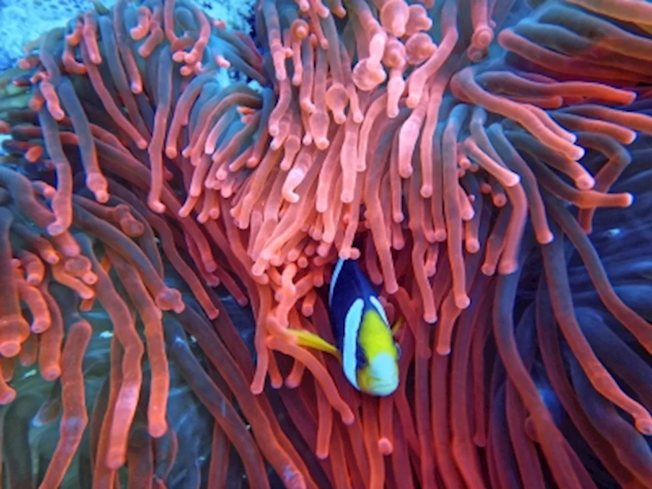 How science is fast-tracking ocean discovery with AI, satellites and genetic breakthroughs