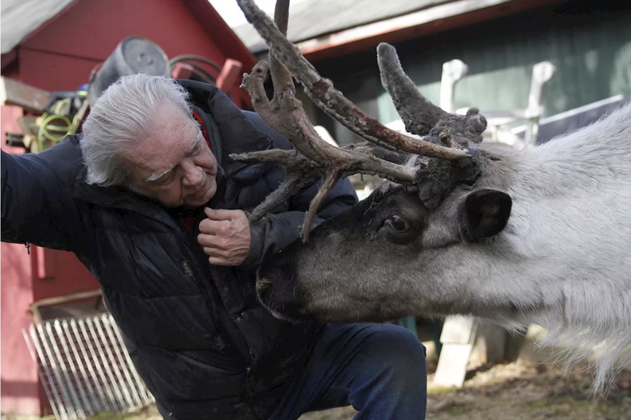 Iconic pet reindeer in Alaska falls mysteriously ill after someone tampers in his pen