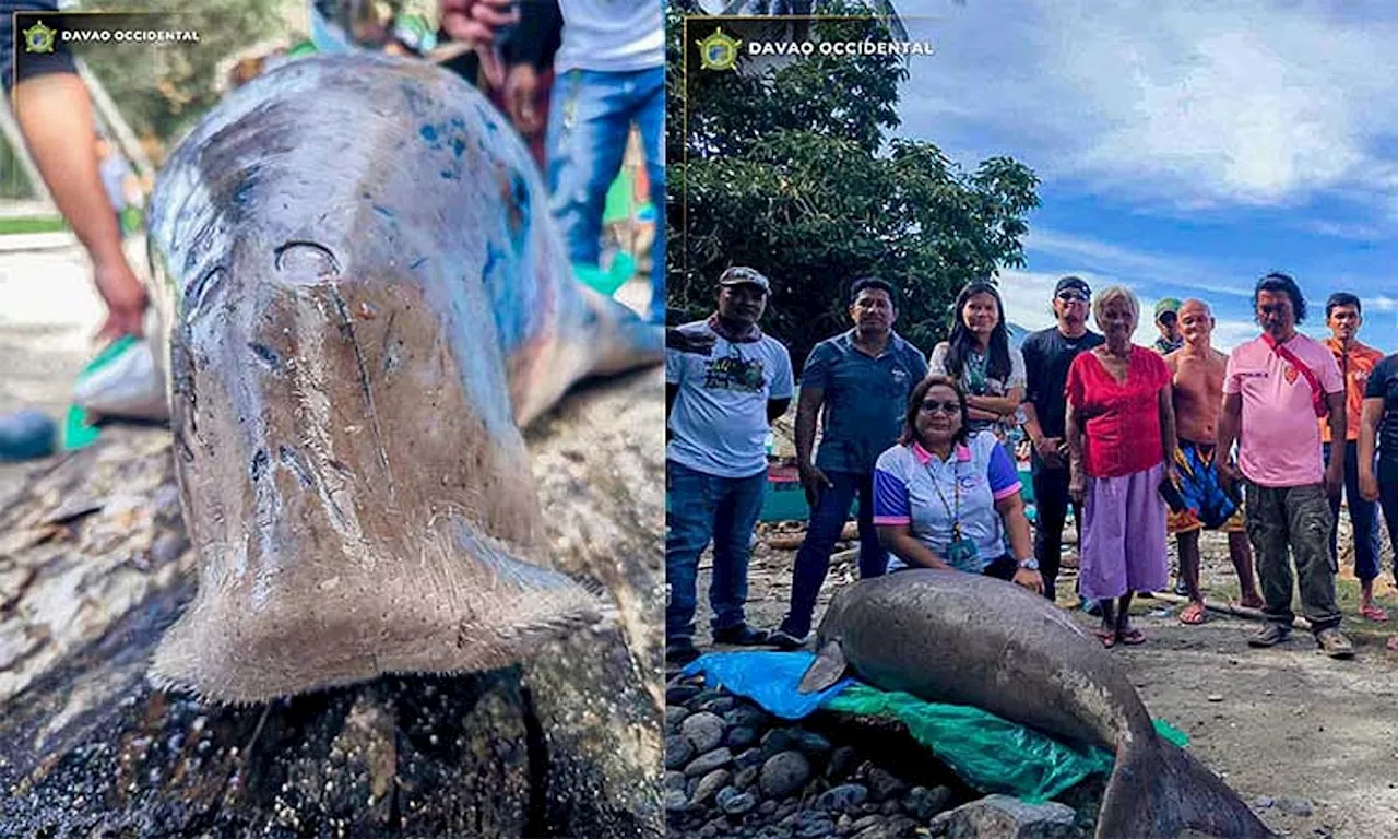 Endangered dugong found dead in Davao