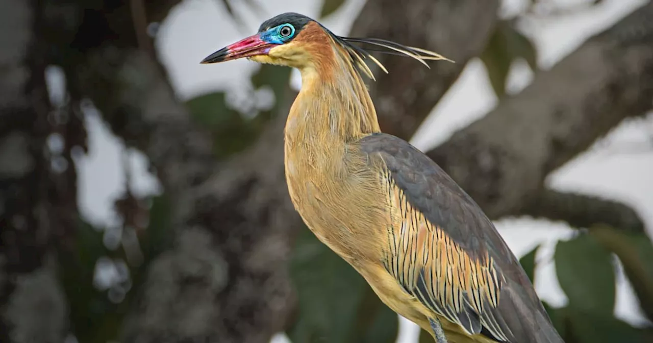 Pajareada en Virolín: prográmese con el festival que celebra la biodiversidad en el “pedacito de cielo” de Santander