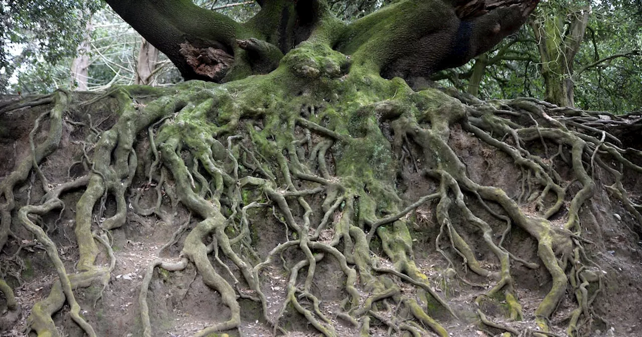 What can I do about my hard-to-remove tree roots?