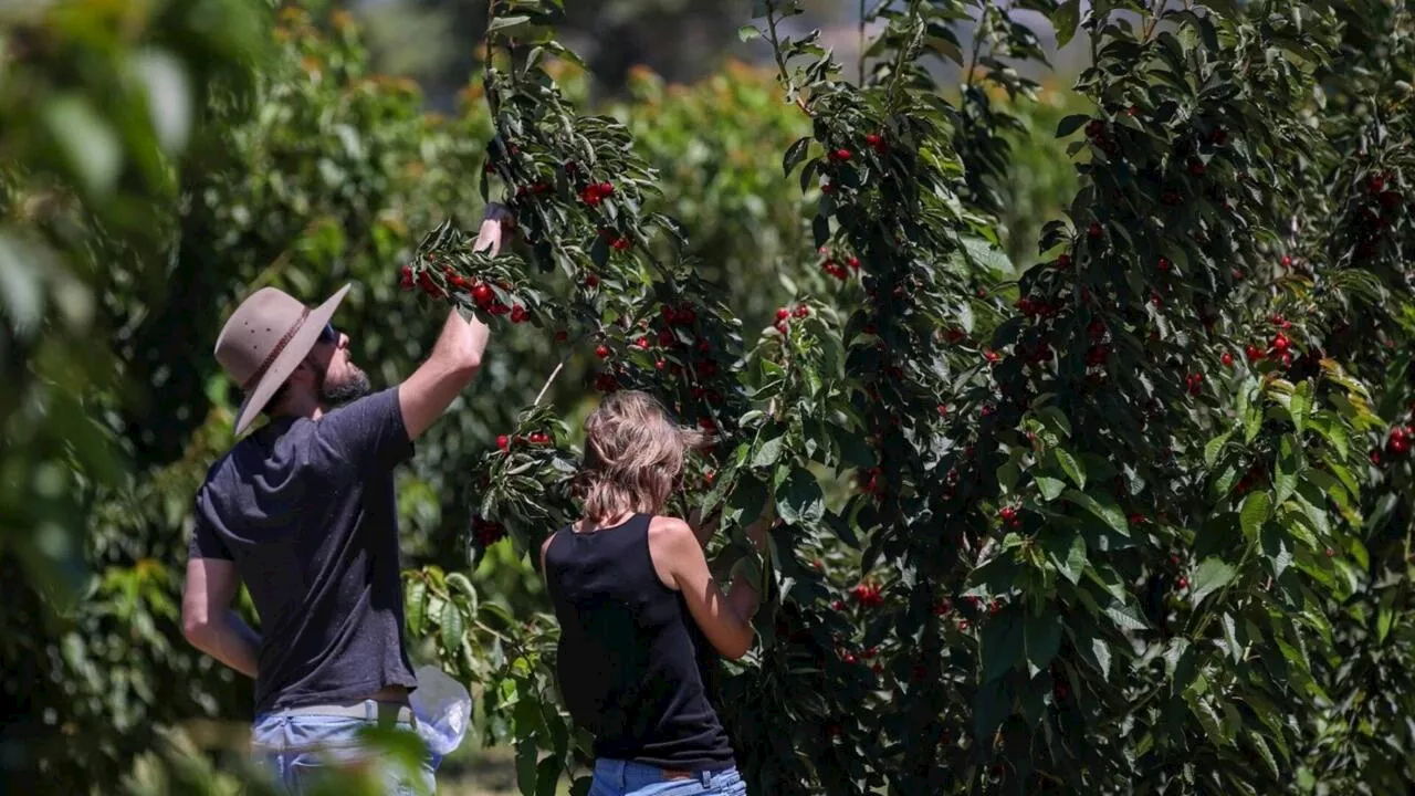 Ex-Tropical Cyclone Alfred set to impact produce supply across parts of Qld and NSW