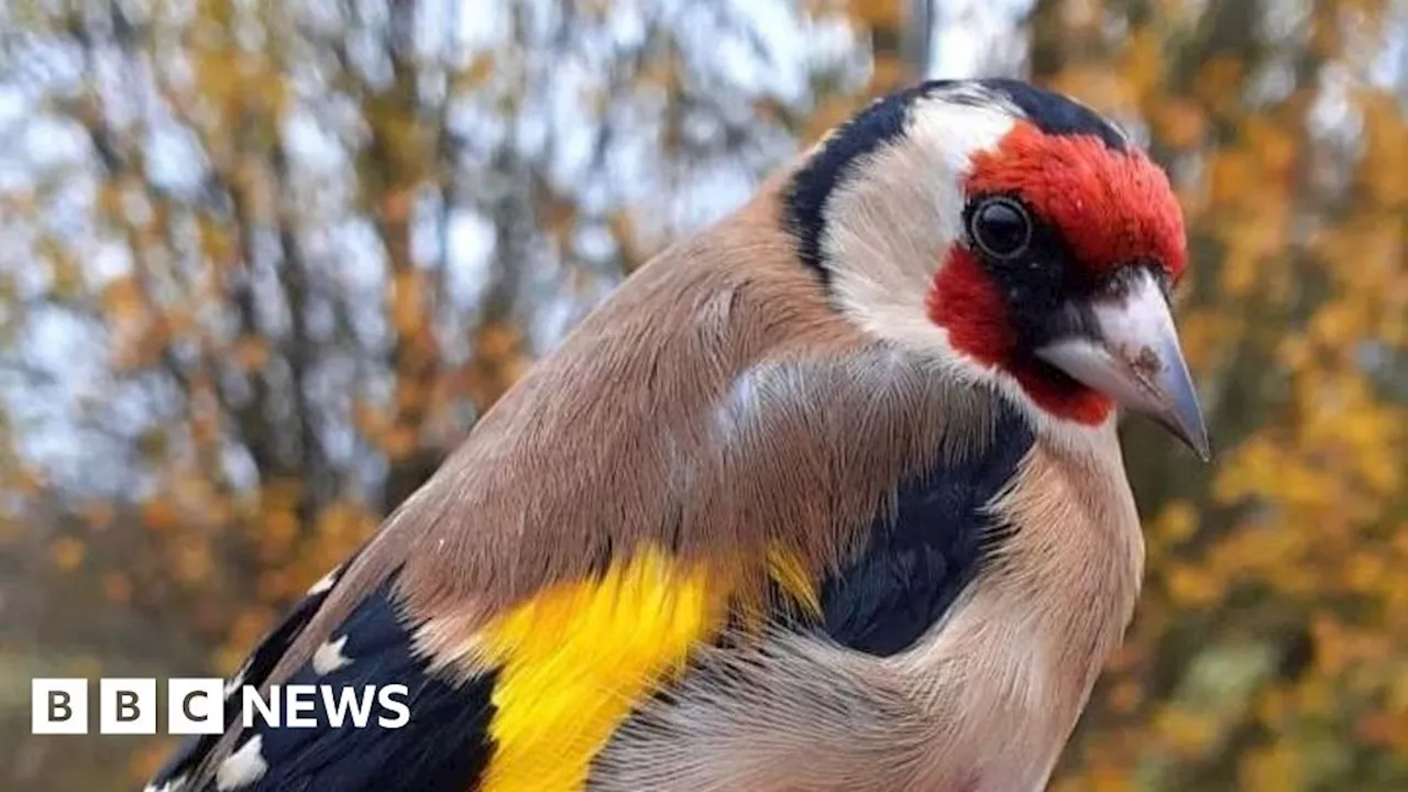 Goldfinch's Epic 360-Mile Flight From England to Ireland