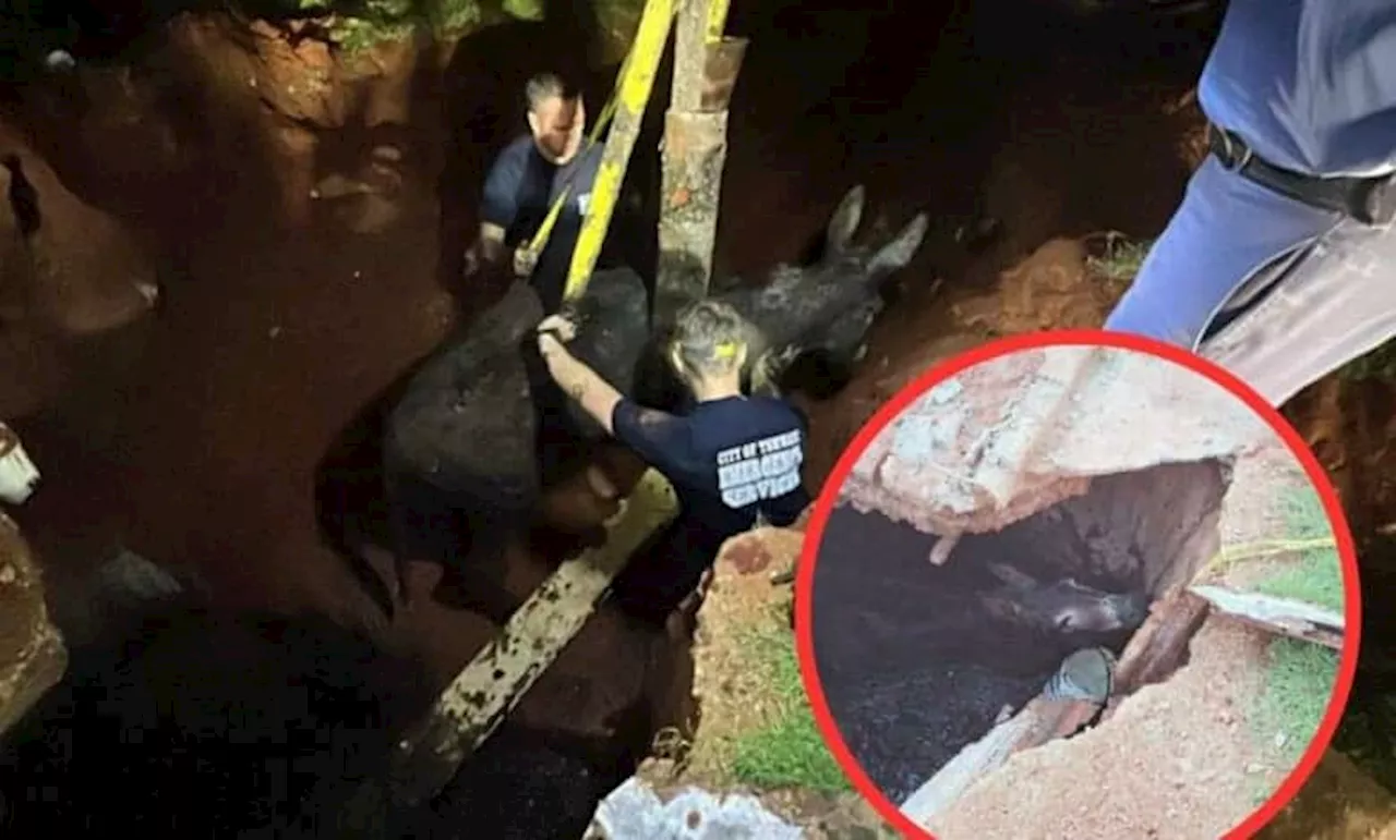 Donkey Rescued From Sewage-Filled Septic Tank in Pretoria East