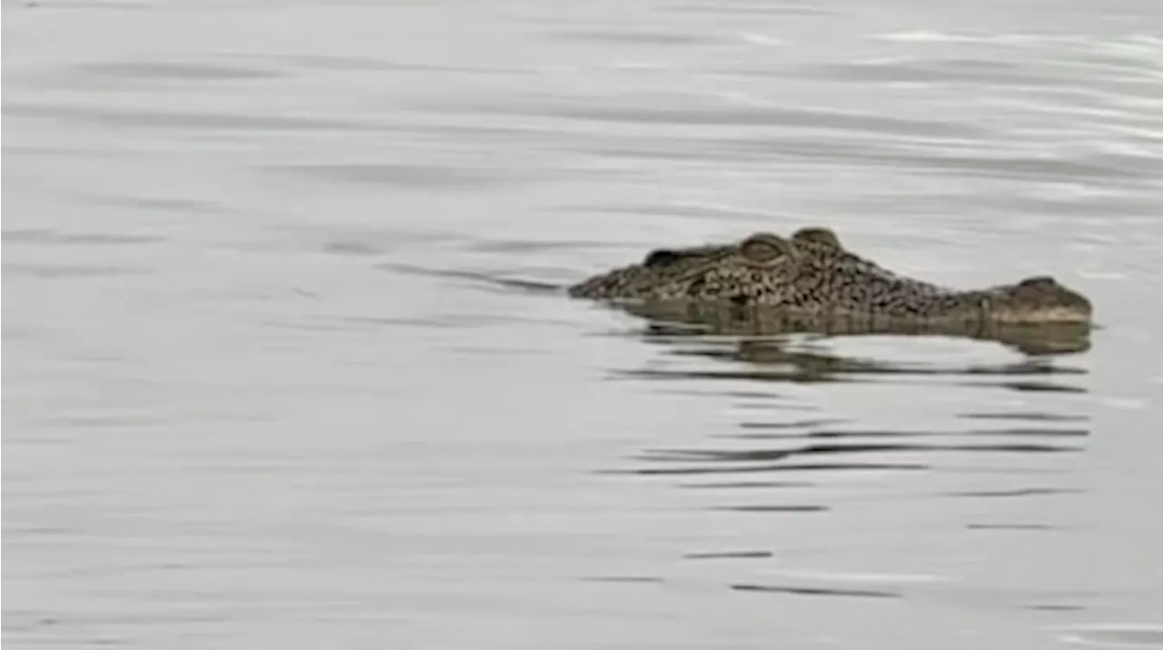 Crocodile sighting at Tanjung Aru beach prompts safety alert; authorities warn public and halt water activities (VIDEO)