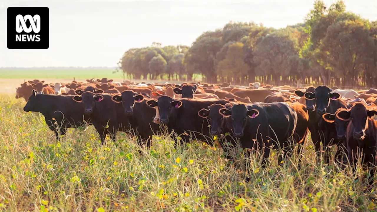 Cattle herd owned by luxury beef company AACo died of apparent thirst in Queensland