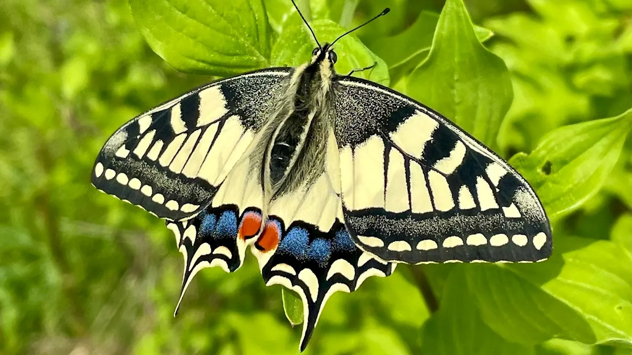  Das ist euer Schmetterling des Jahres 2025