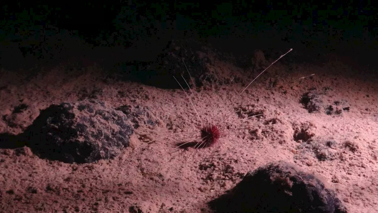 'Dark oxygen:' a deep-sea discovery that has split scientists