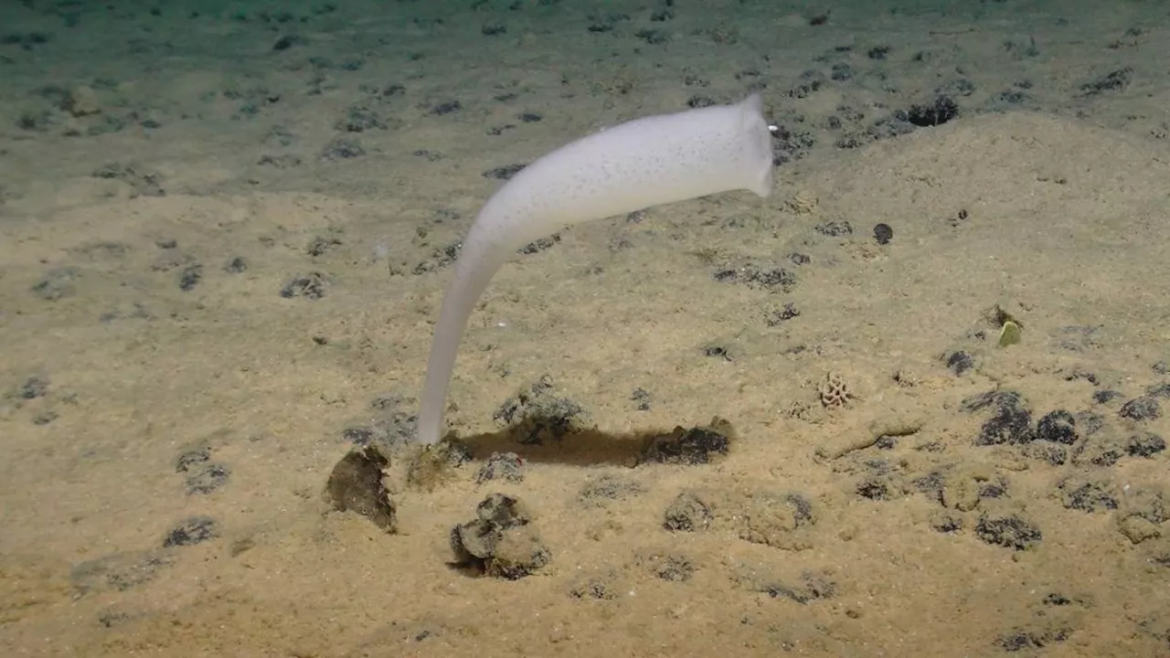 Race to name creatures of the deep as mining interest grows