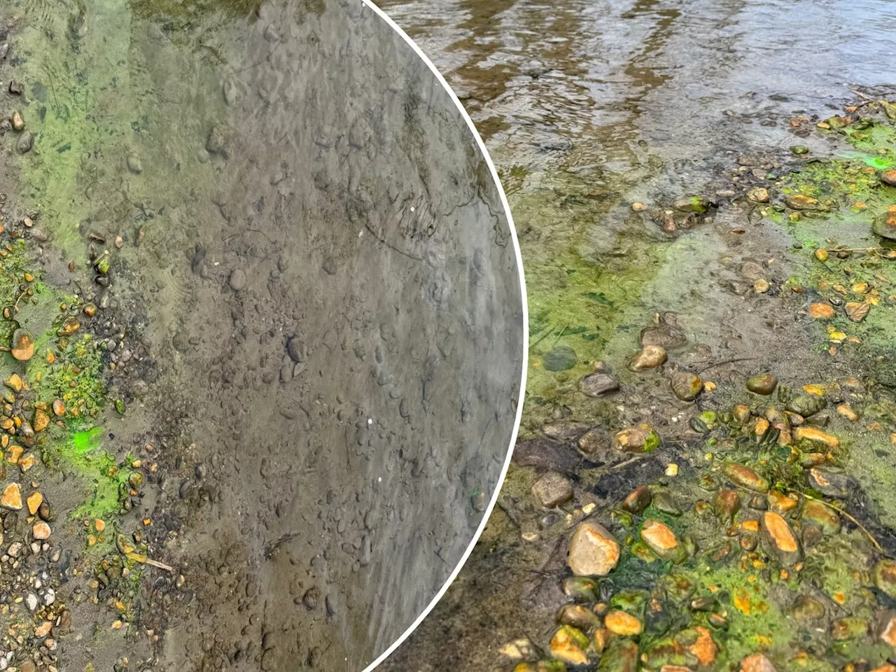 Alter Rhein in Höchst plötzlich grün