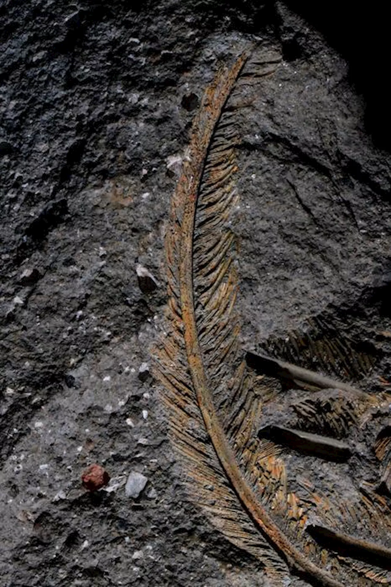 Ancient Vulture Feather Preserved in Volcanic Ash Is a Fossil First
