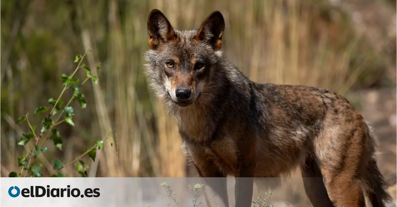 El PP aprovecha la ley anti desperdicio de comida para desproteger al lobo porque sus ataques generan 'residuos de cadáveres'