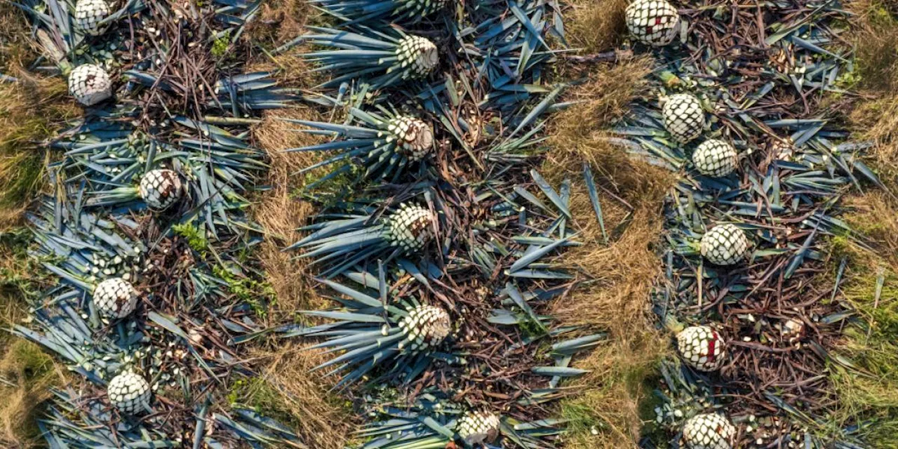 Especial Tequila: Jimador, un oficio de arraigo