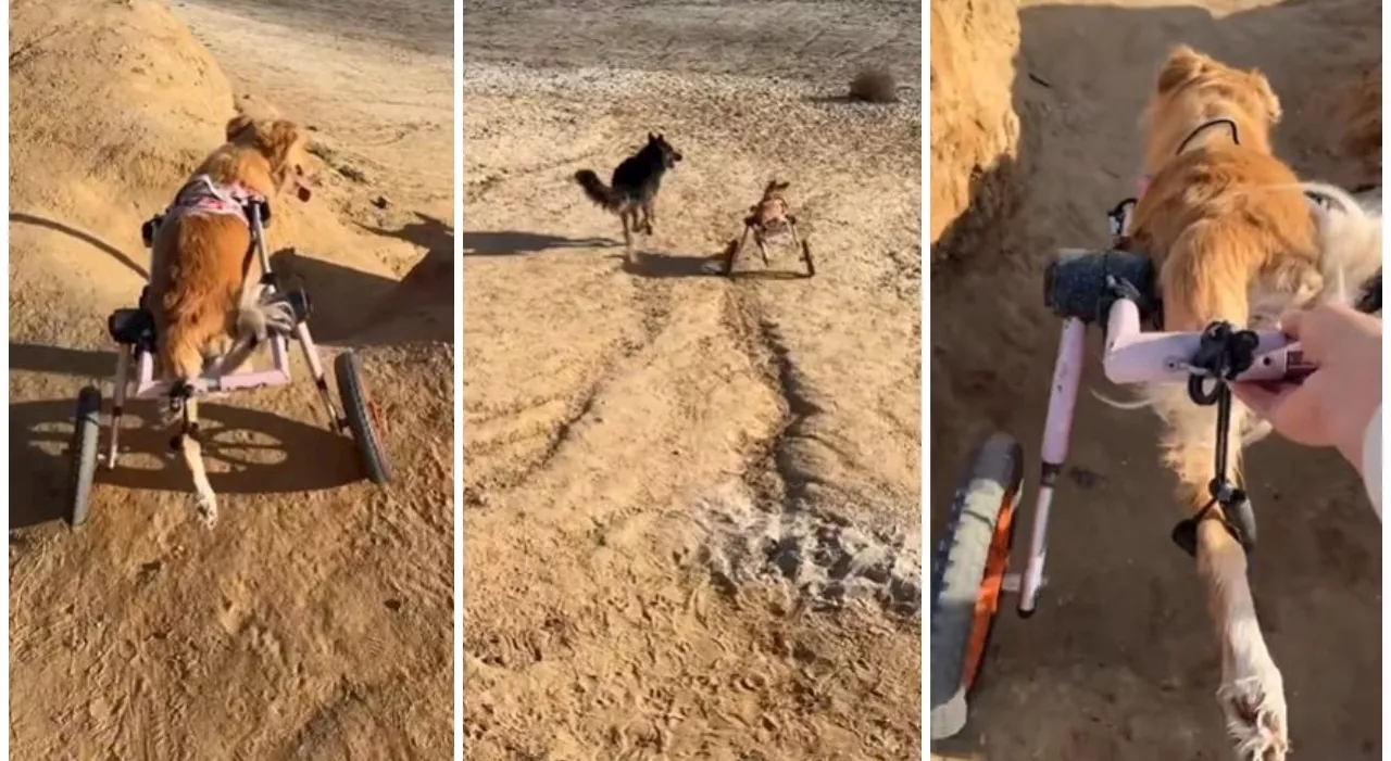 Ireland, il cane paralizzato corre felice in spiaggia. La sua reazione è emozionante