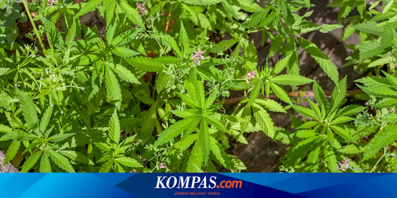 TNBTS Pastikan Temuan Ladang Ganja di Luar Kawasan Wisata Bromo-Semeru