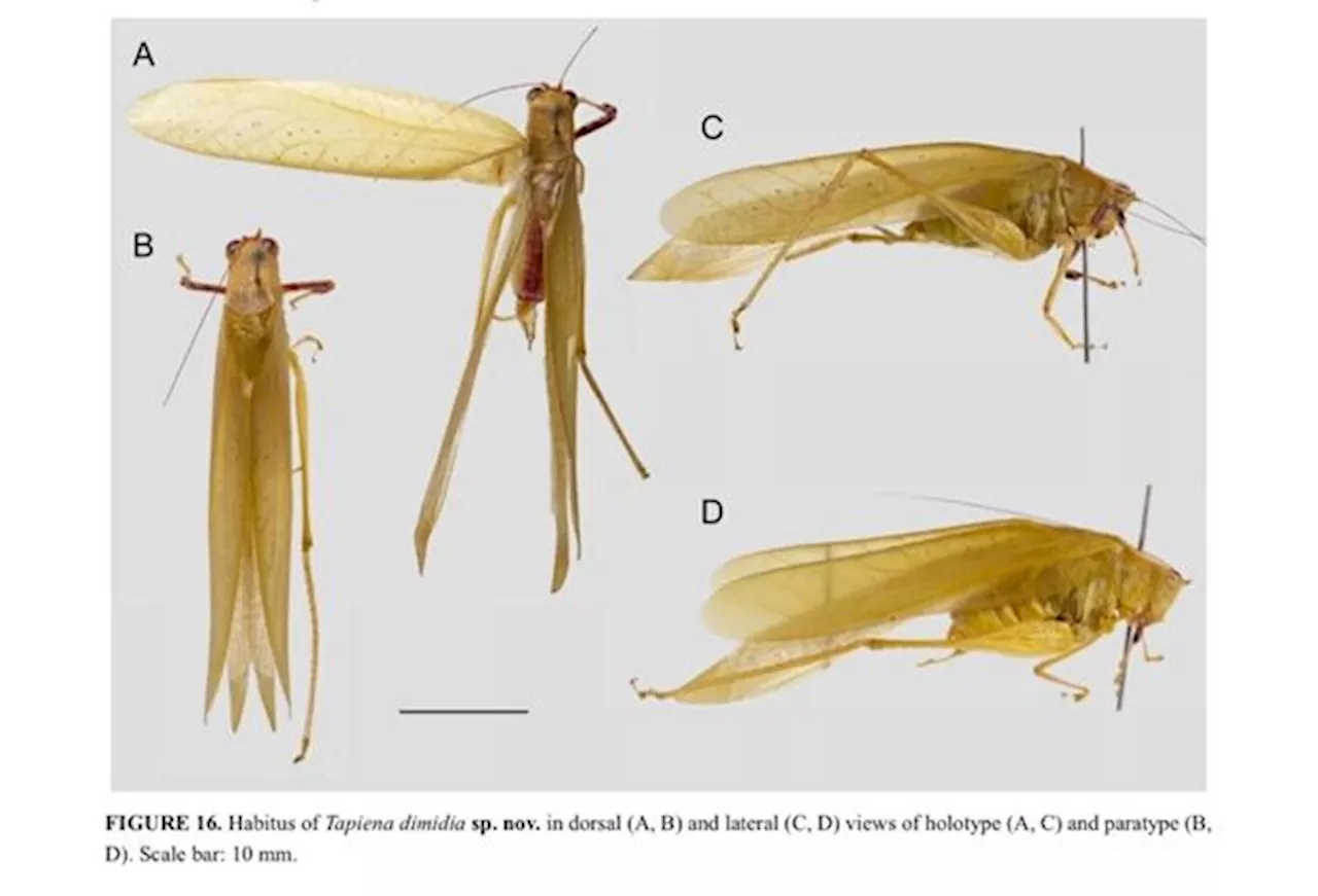 Two new bush cricket species found in Sabah