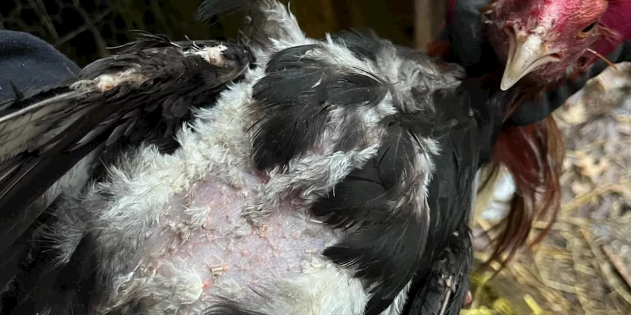 100+ roosters, nearly 100 hens rescued from Sheffield Twp. cockfighting ring