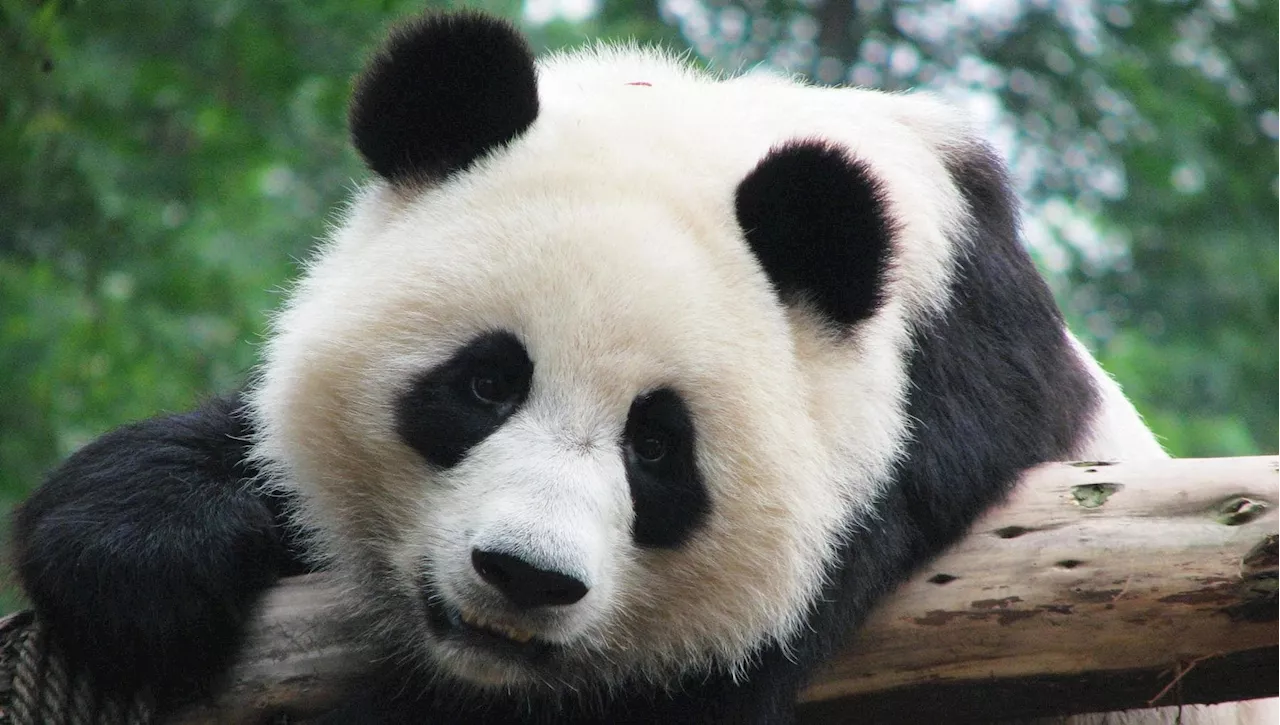 Il Bambù Controlla i Panda a Livello Genetico